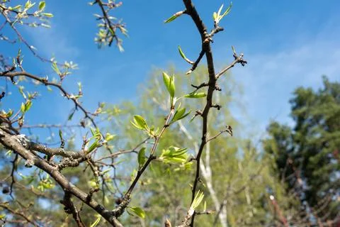 Apple tree branches with first leaves against a blue sky. Stock Photos