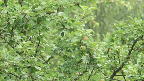 Apple tree branches with fruit in rain Stock Footage 104878178