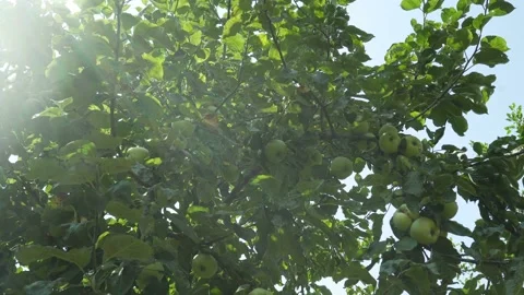 Apple Tree Branches With Fruits Bathe In The Sunbeams. Stock Footage 158085124