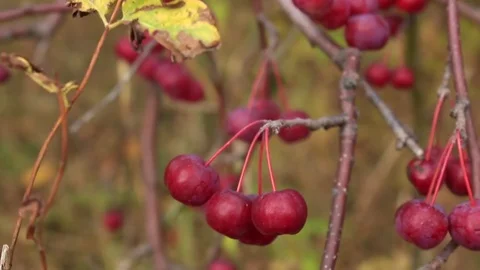 Apple-tree branches with fruits on wind Stock Footage 80626837