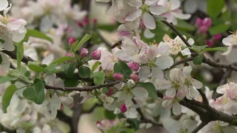 Apple tree branches in full bloom attracting insects Stock Footage 329773873