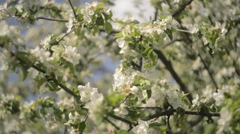 Apple tree branches full of Blossoming flowers Stock Footage 63613905