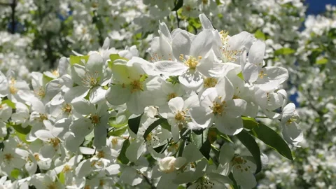 Apple Tree Branches Full Of Blossoming Flowers. 库存影片 90507079