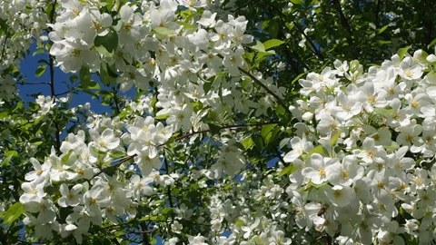 Apple Tree Branches Full Of Blossoming Flowers. Stock Footage 90507242