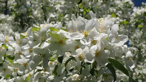 Apple Tree Branches Full Of Blossoming Flowers. 库存影片 90507255