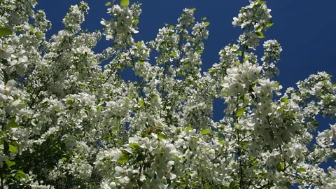 Apple Tree Branches Full Of Blossoming Flowers. Stock Footage 90507279