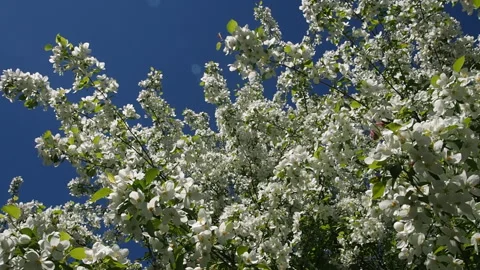 Apple Tree Branches Full Of Blossoming Flowers. 库存影片 90507299