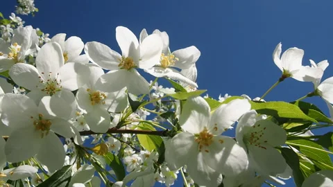 Apple Tree Branches Full Of Blossoming Flowers. Stock-Footage 90507315