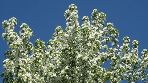 Apple Tree Branches Full Of Blossoming Flowers. 库存影片 90507349
