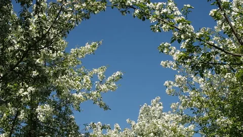Apple Tree Branches Full Of Blossoming Flowers. Stock Footage 90507426