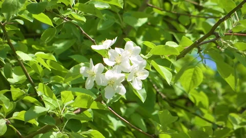 Apple Tree Branches Full Of Blossoming Flowers Stock Footage 108852340