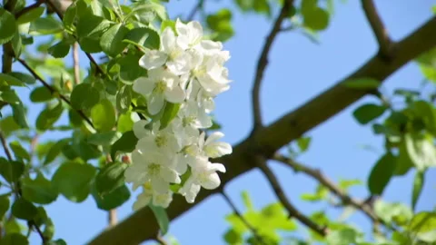 Apple Tree Branches Full Of Blossoming Flowers Stock Footage 108852519