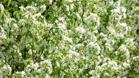 Apple Tree Branches Full Of Blossoming Flowers Stock Footage 108853102