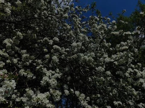 Apple Tree Branches in Full Spring Bloom - White Blossoms on Dark Background Stock Photos