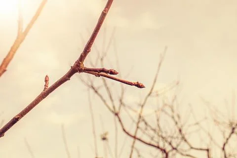 Apple tree branches in the garden during spring season. Stock Photos