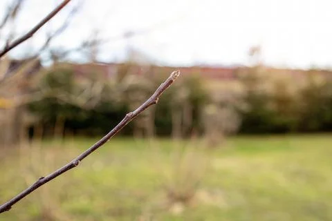 Apple tree branches in the garden during spring season. Foto stock