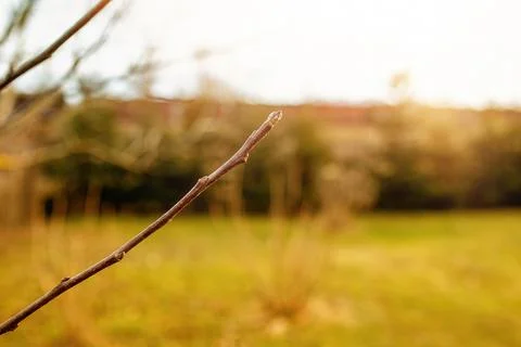 Apple tree branches in the garden during spring season. Stock Photos