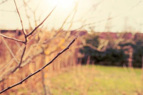 Apple tree branches in the garden during spring season. Stock Photos
