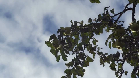Apple tree branches with green apples on it on blue sky background in garden. Video stock 125576428
