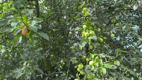 Apple Tree Branches with Green Ripe Fruits Summer Orchard Stock Footage 317763204