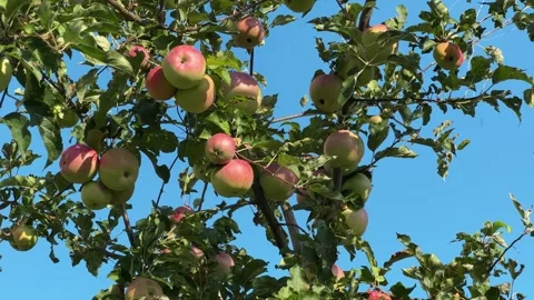 Apple tree branches with greenish-yellow apples against clear sky Stock Footage 346473707