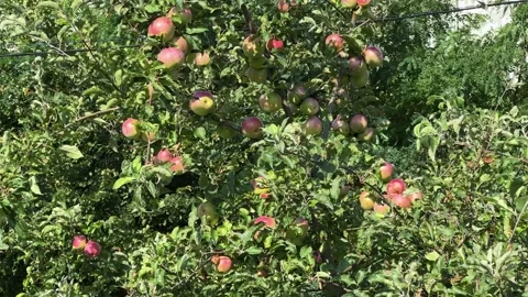 Apple tree branches with greenish-yellow apples against other trees Stock Footage 346473794