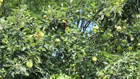 Apple tree branches with greenish-yellow apples against other trees Stock Footage 346473819