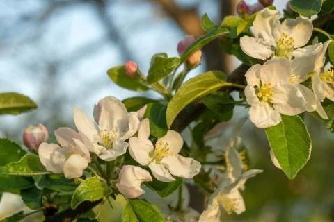 Apple tree branches hold white flowers and pink buds under bright sunlight... Stock Photos