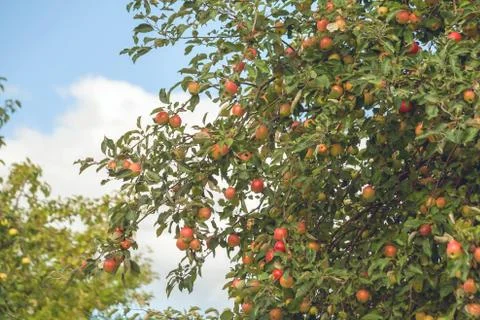 Apple tree branches with a large number of apples against the blue sky Stock Photos
