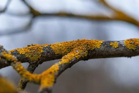 Apple tree branches with lichen - maintenance of garden trees in spring Stock-Fotos