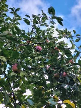 Apple tree branches loaded with ripe red fruit in garden Stock Photos