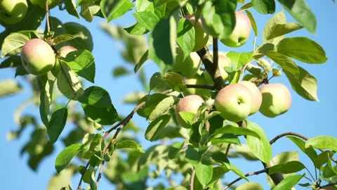 Apple tree branches with lush green leaves Stock Footage 342397465