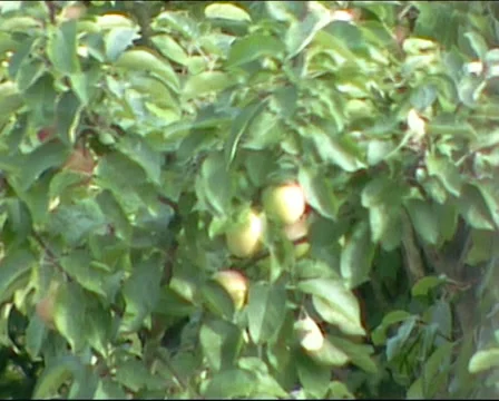 Apple tree branches moving in the wind. Stock-Footage 53899549