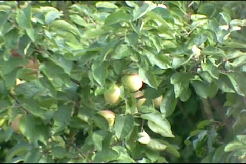 Apple tree branches moving in the wind. Stock-Footage 53902059