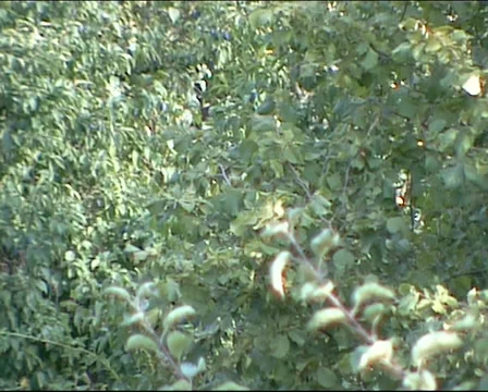Apple tree branches moving in the wind. Stock-Footage 53909430