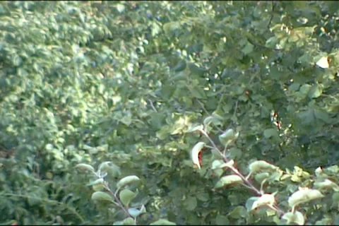 Apple tree branches moving in the wind. Stock-Footage 53909904