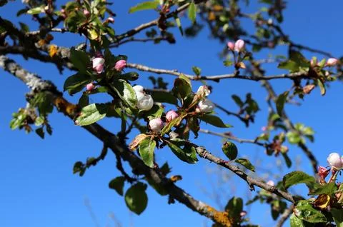 Apple tree branches with opening pale pink buds and leaves Stock Photos