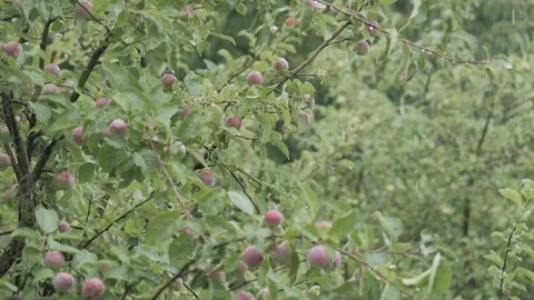 Apple tree branches with red apples in orchard Stock-Footage 341799146
