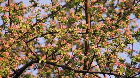 Apple tree branches with red blossom, slack waving on blue sky background Stock Footage 49496660