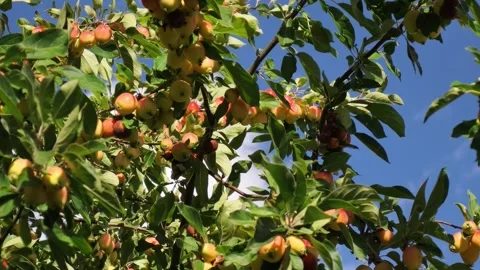 Apple Tree Branches with Ripe Apples in the Sun Stock Footage 346397318
