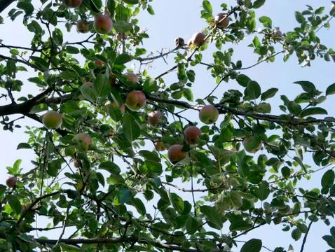 Apple tree branches with ripe apples Stock Photos