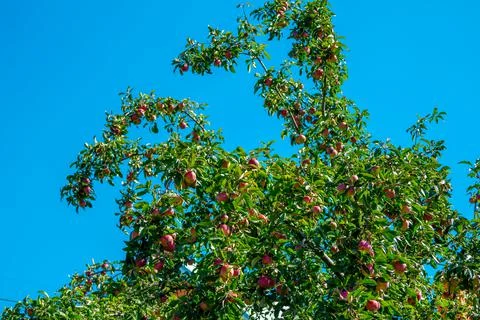 Apple tree branches with ripe red apples Stock Photos