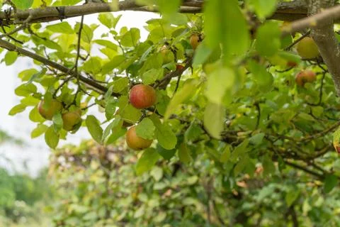 Apple tree branches with ripe red apples hanging among fresh green leaves. Stock Photos