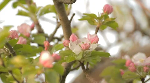 Apple tree branches with rosebuds on wind Stock-Footage 7753054