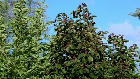 Apple tree branches with small fruits moving in light wind under clear blue sky Stock Footage 339206716