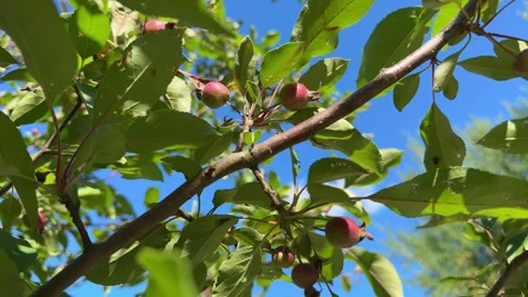 Apple tree branches with tiny unripe apples swaying in the summer breeze Stock Footage 307552563