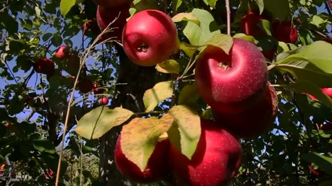 Apple Tree, Bright Red Apples Fully Grown Stock Footage 230209490