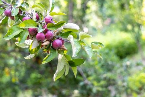 Apple tree brunch with many red apples.Farming, agricultural, gardening concept Stock Photos