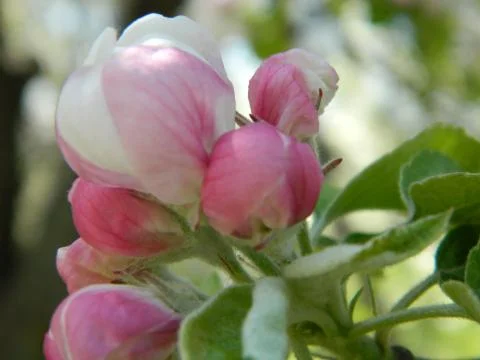 Apple tree bud Stock Photos
