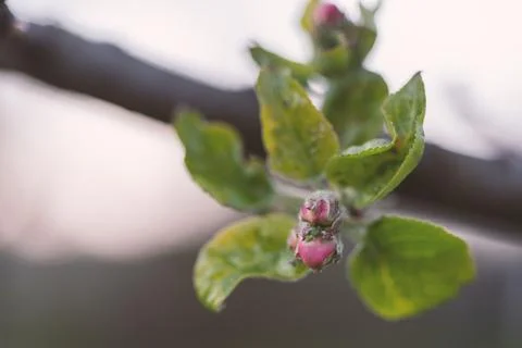 Apple tree bud Photos